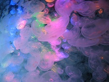 加茂水族館2