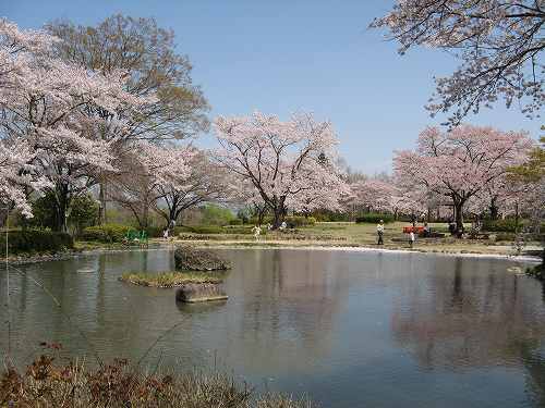 あづま総合運動公園の桜