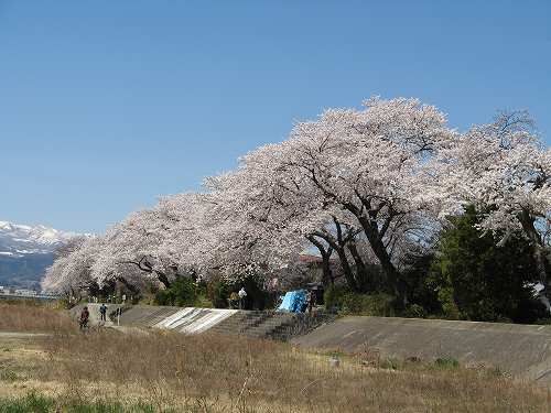 松川（阿武隈水系）の桜