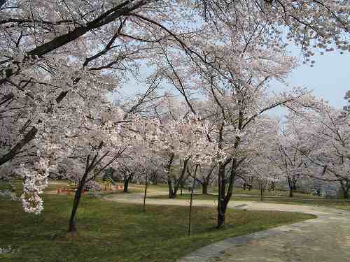 大森城山公園の桜