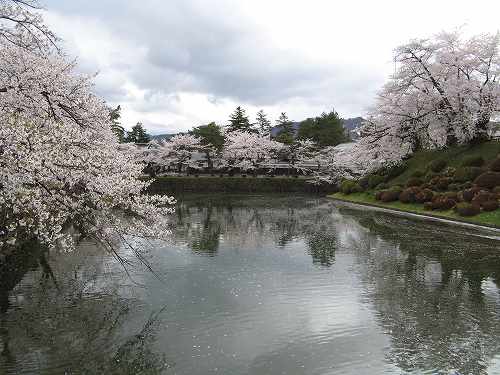 松ヶ岬公園（上杉神社）の桜